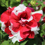 Red White Double Petunia Seeds