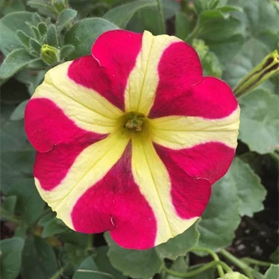 Red & Yellow Petunia Seeds