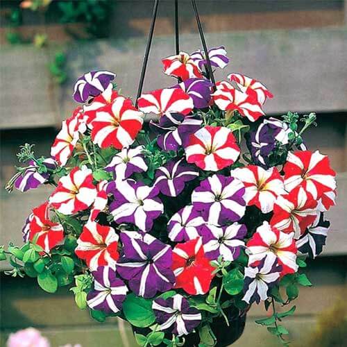 Starry Multi-Colour Petunia Seeds