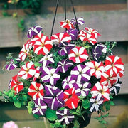 Starry Multi-Colour Petunia Seeds