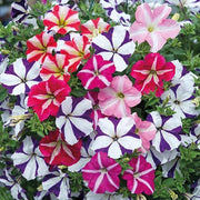 Starry Multi-Colour Petunia Seeds
