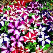 Starry Multi-Colour Petunia Seeds