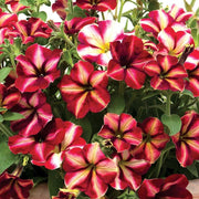 Supercascade Petunia Seeds