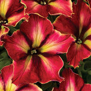Supercascade Petunia Seeds
