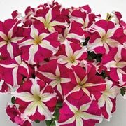 Supercascade Petunia Seeds