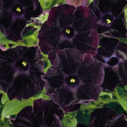 Velvet Petunia Seeds