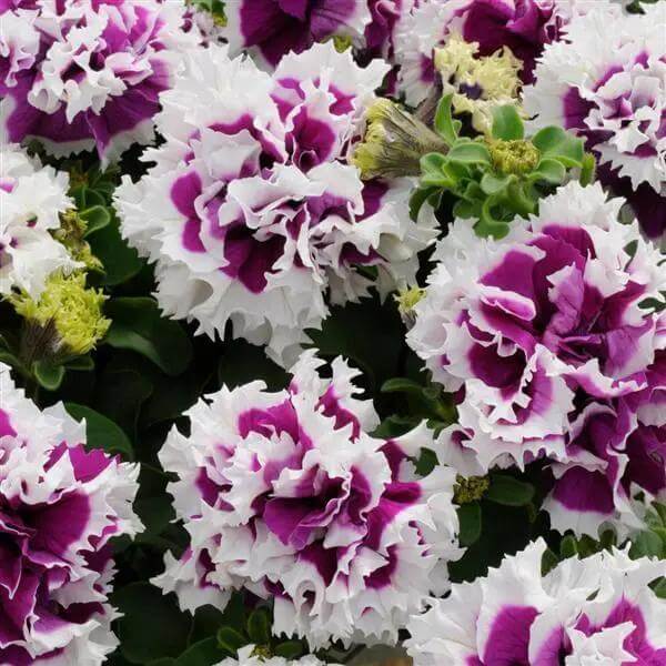 Violet Double Petunia Seeds