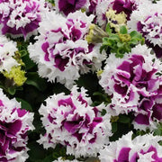 Violet Double Petunia Seeds