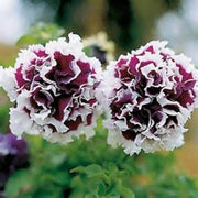 Violet Double Petunia Seeds