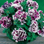 Violet Double Petunia Seeds
