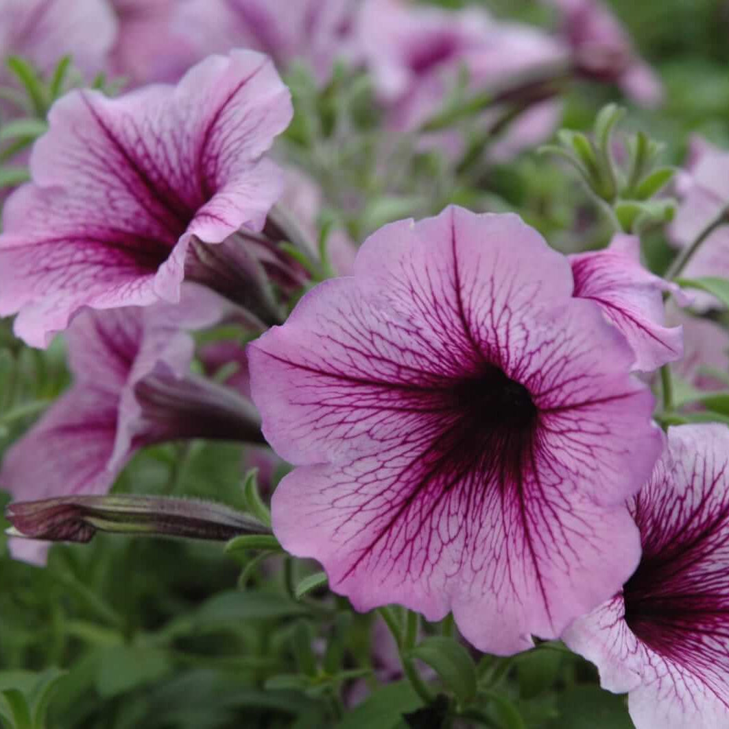 White Violet Petunia Seeds