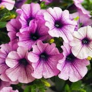 White Violet Petunia Seeds