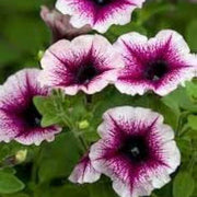 White Violet Petunia Seeds