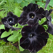 Velvet Petunia Seeds