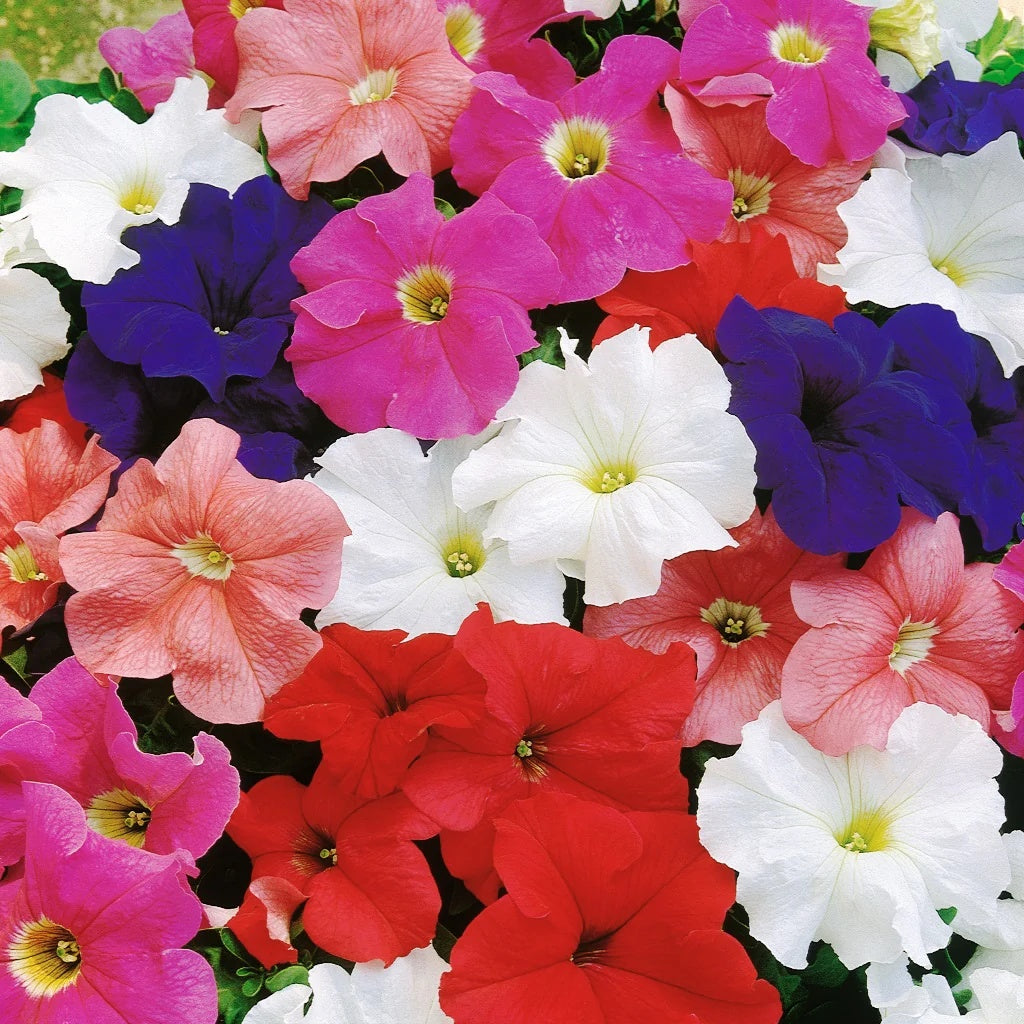Petunia Seeds - For Home Gardens Seeds