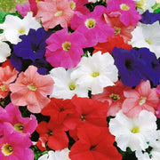 Petunia Seeds - For Home Gardens Seeds