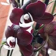 Chocolate Phalaenopsis Orchid Seeds