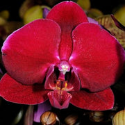 Deep Red Phalaenopsis Orchid Seeds