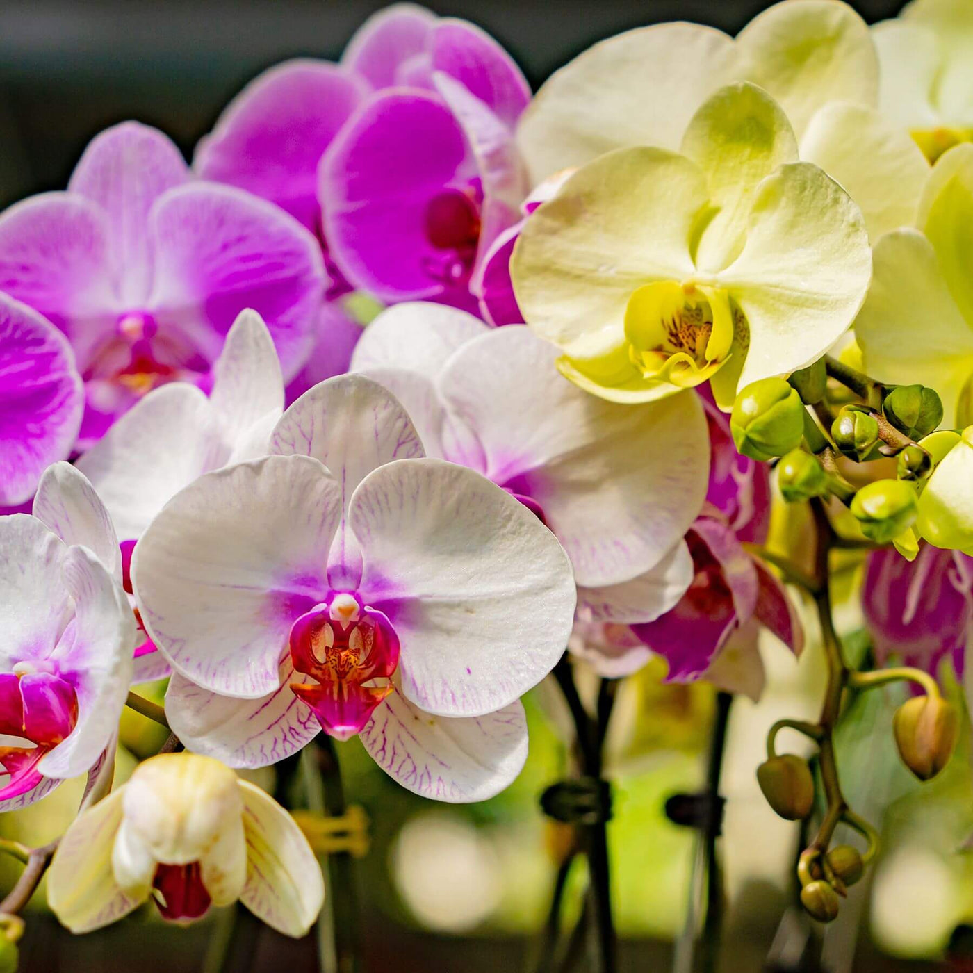 Multi-Colored Phalaenopsis Orchid Seeds