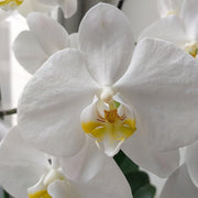 Standard Phalaenopsis Orchid Seeds