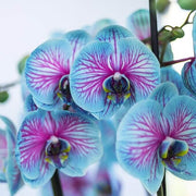 Blue & Pink Phalaenopsis Orchid Seeds