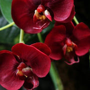 Deep Red Phalaenopsis Orchid Seeds