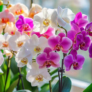 Multi-Colored Phalaenopsis Orchid Seeds