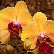 Orange Phalaenopsis Orchid Seeds