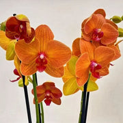 Orange Phalaenopsis Orchid Seeds