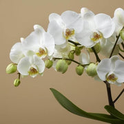 White Phalaenopsis Orchid Seeds