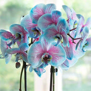 Blue & Pink Phalaenopsis Orchid Seeds
