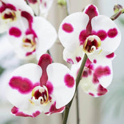 White Red Phalaenopsis Orchid Seeds