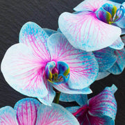 Blue & Pink Phalaenopsis Orchid Seeds