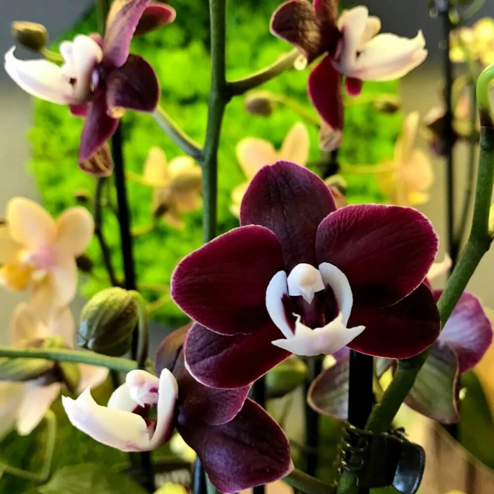 Chocolate Phalaenopsis Orchid Seeds
