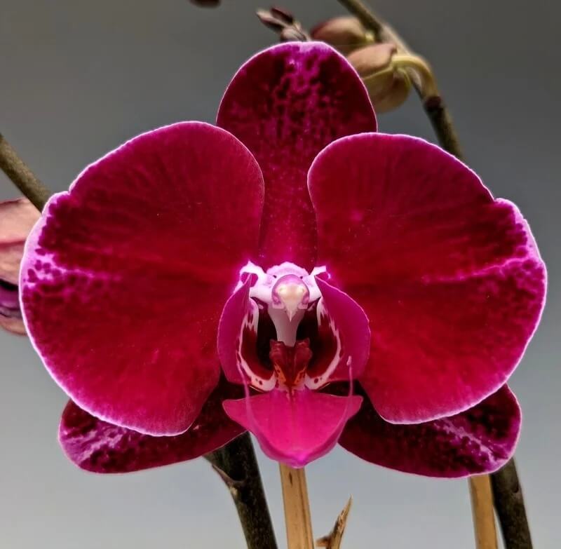 Deep Red Phalaenopsis Orchid Seeds