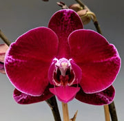 Deep Red Phalaenopsis Orchid Seeds