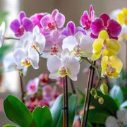 Multi-Colored Phalaenopsis Orchid Seeds
