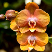 Orange Phalaenopsis Orchid Seeds