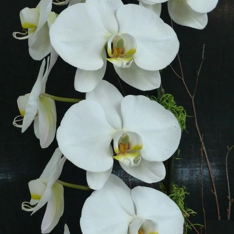 Standard Phalaenopsis Orchid Seeds