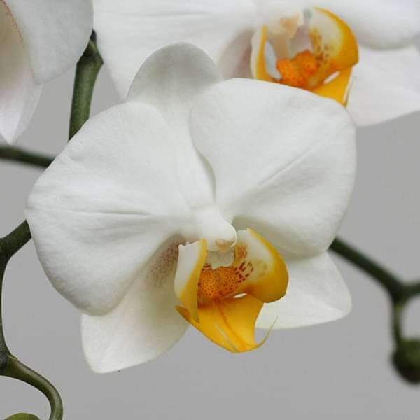 White Phalaenopsis Orchid Seeds