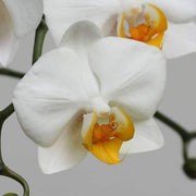 White Phalaenopsis Orchid Seeds