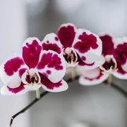 White Red Phalaenopsis Orchid Seeds