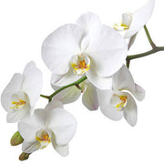 Standard Phalaenopsis Orchid Seeds