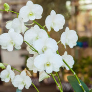 White Phalaenopsis Orchid Seeds