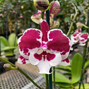 White Red Phalaenopsis Orchid Seeds