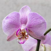 Light Purple Phalaenopsis Orchid Seeds