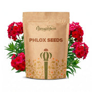 Phlox Seeds – Phlox drummondii
