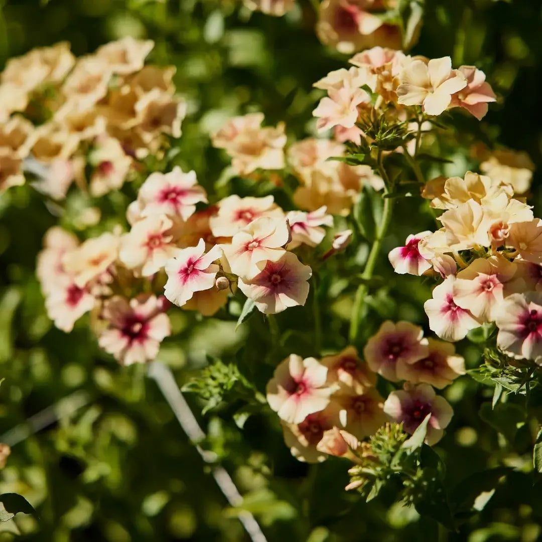 Cherry Caramel Phlox Seeds