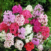 Mix Phlox Seeds