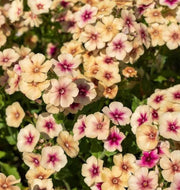 Cherry Caramel Phlox Seeds